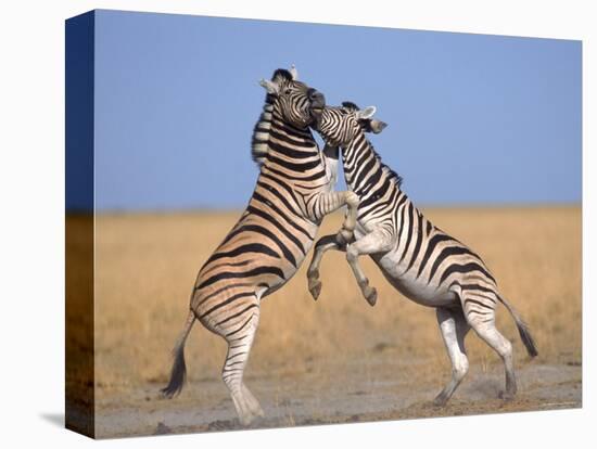 Common Zebra Males Fighting, Etosha National Park, Namibia-Tony Heald-Stretched Canvas