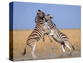 Common Zebra Males Fighting, Etosha National Park, Namibia-Tony Heald-Stretched Canvas