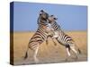 Common Zebra Males Fighting, Etosha National Park, Namibia-Tony Heald-Stretched Canvas