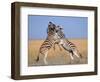 Common Zebra Males Fighting, Etosha National Park, Namibia-Tony Heald-Framed Premium Photographic Print