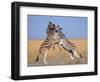 Common Zebra Males Fighting, Etosha National Park, Namibia-Tony Heald-Framed Premium Photographic Print