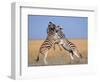 Common Zebra Males Fighting, Etosha National Park, Namibia-Tony Heald-Framed Premium Photographic Print