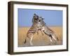 Common Zebra Males Fighting, Etosha National Park, Namibia-Tony Heald-Framed Photographic Print