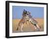 Common Zebra Males Fighting, Etosha National Park, Namibia-Tony Heald-Framed Photographic Print