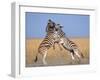 Common Zebra Males Fighting, Etosha National Park, Namibia-Tony Heald-Framed Photographic Print