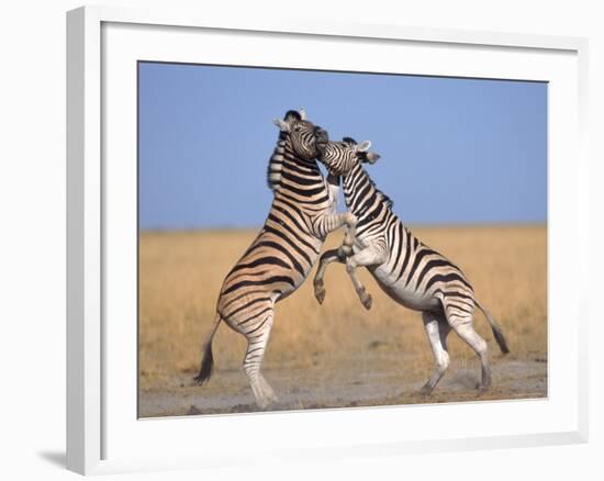 Common Zebra Males Fighting, Etosha National Park, Namibia-Tony Heald-Framed Photographic Print