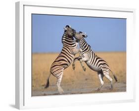 Common Zebra Males Fighting, Etosha National Park, Namibia-Tony Heald-Framed Photographic Print