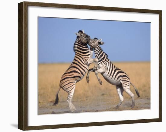 Common Zebra Males Fighting, Etosha National Park, Namibia-Tony Heald-Framed Photographic Print