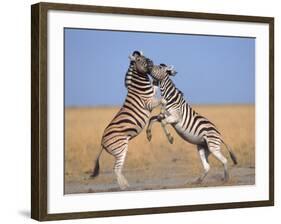 Common Zebra Males Fighting, Etosha National Park, Namibia-Tony Heald-Framed Photographic Print