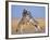 Common Zebra Males Fighting, Etosha National Park, Namibia-Tony Heald-Framed Photographic Print