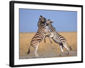 Common Zebra Males Fighting, Etosha National Park, Namibia-Tony Heald-Framed Photographic Print