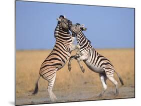 Common Zebra Males Fighting, Etosha National Park, Namibia-Tony Heald-Mounted Photographic Print