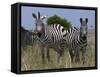 Common Zebra, Masai Mara National Reserve, Kenya-Sergio Pitamitz-Framed Stretched Canvas