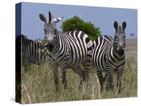 Common Zebra, Masai Mara National Reserve, Kenya-Sergio Pitamitz-Stretched Canvas
