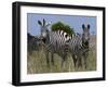Common Zebra, Masai Mara National Reserve, Kenya-Sergio Pitamitz-Framed Photographic Print