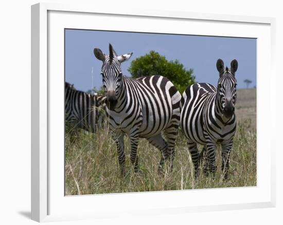Common Zebra, Masai Mara National Reserve, Kenya-Sergio Pitamitz-Framed Photographic Print