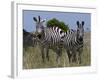 Common Zebra, Masai Mara National Reserve, Kenya-Sergio Pitamitz-Framed Photographic Print