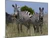 Common Zebra, Masai Mara National Reserve, Kenya-Sergio Pitamitz-Mounted Photographic Print