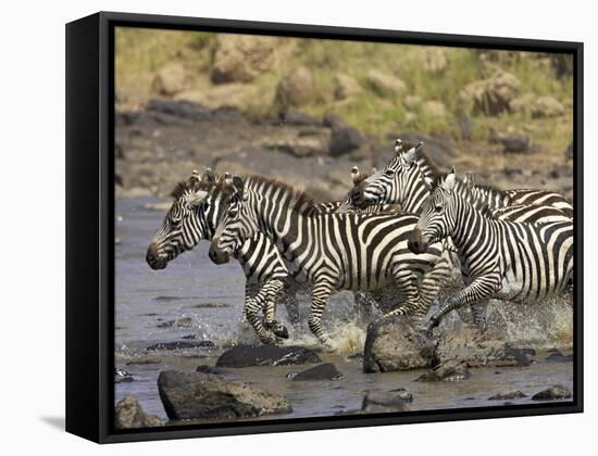 Common Zebra or Burchell's Zebra Crossing Mara River, Masai Mara National Reserve, Kenya, Africa-James Hager-Framed Stretched Canvas