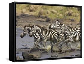 Common Zebra or Burchell's Zebra Crossing Mara River, Masai Mara National Reserve, Kenya, Africa-James Hager-Framed Stretched Canvas