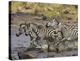 Common Zebra or Burchell's Zebra Crossing Mara River, Masai Mara National Reserve, Kenya, Africa-James Hager-Stretched Canvas