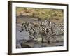 Common Zebra or Burchell's Zebra Crossing Mara River, Masai Mara National Reserve, Kenya, Africa-James Hager-Framed Photographic Print