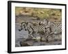 Common Zebra or Burchell's Zebra Crossing Mara River, Masai Mara National Reserve, Kenya, Africa-James Hager-Framed Photographic Print