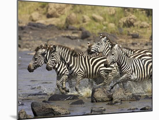Common Zebra or Burchell's Zebra Crossing Mara River, Masai Mara National Reserve, Kenya, Africa-James Hager-Mounted Photographic Print