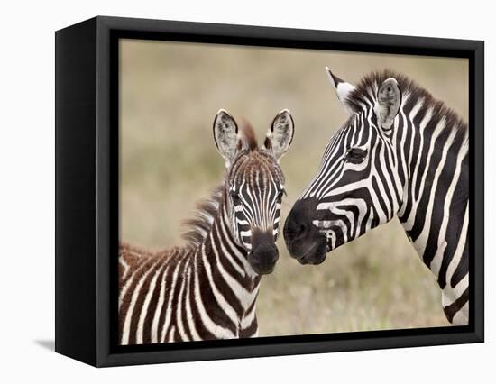 Common Zebra or Burchell's Zebra (Equus Burchelli) Foal and Mare, Serengeti National Park, Tanzania-James Hager-Framed Stretched Canvas