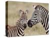 Common Zebra or Burchell's Zebra (Equus Burchelli) Foal and Mare, Serengeti National Park, Tanzania-James Hager-Stretched Canvas