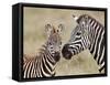Common Zebra or Burchell's Zebra (Equus Burchelli) Foal and Mare, Serengeti National Park, Tanzania-James Hager-Framed Stretched Canvas