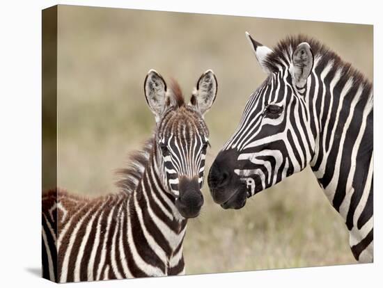 Common Zebra or Burchell's Zebra (Equus Burchelli) Foal and Mare, Serengeti National Park, Tanzania-James Hager-Stretched Canvas