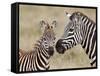 Common Zebra or Burchell's Zebra (Equus Burchelli) Foal and Mare, Serengeti National Park, Tanzania-James Hager-Framed Stretched Canvas