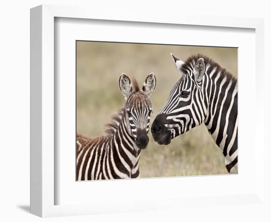 Common Zebra or Burchell's Zebra (Equus Burchelli) Foal and Mare, Serengeti National Park, Tanzania-James Hager-Framed Photographic Print