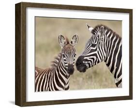 Common Zebra or Burchell's Zebra (Equus Burchelli) Foal and Mare, Serengeti National Park, Tanzania-James Hager-Framed Photographic Print