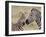 Common Zebra or Burchell's Zebra (Equus Burchelli) Foal and Mare, Serengeti National Park, Tanzania-James Hager-Framed Photographic Print