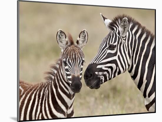 Common Zebra or Burchell's Zebra (Equus Burchelli) Foal and Mare, Serengeti National Park, Tanzania-James Hager-Mounted Photographic Print