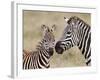 Common Zebra or Burchell's Zebra (Equus Burchelli) Foal and Mare, Serengeti National Park, Tanzania-James Hager-Framed Photographic Print