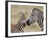 Common Zebra or Burchell's Zebra (Equus Burchelli) Foal and Mare, Serengeti National Park, Tanzania-James Hager-Framed Photographic Print