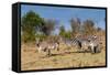 Common Zebra or Burchell's Zebra, Maasai Mara National Reserve, Kenya-Nico Tondini-Framed Stretched Canvas