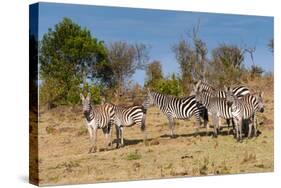 Common Zebra or Burchell's Zebra, Maasai Mara National Reserve, Kenya-Nico Tondini-Stretched Canvas