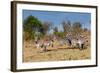 Common Zebra or Burchell's Zebra, Maasai Mara National Reserve, Kenya-Nico Tondini-Framed Photographic Print