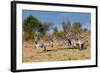 Common Zebra or Burchell's Zebra, Maasai Mara National Reserve, Kenya-Nico Tondini-Framed Photographic Print