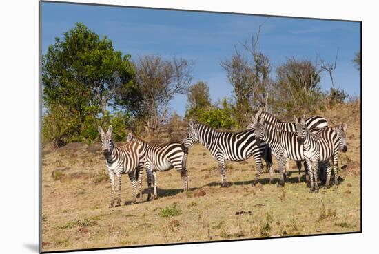 Common Zebra or Burchell's Zebra, Maasai Mara National Reserve, Kenya-Nico Tondini-Mounted Photographic Print