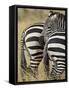 Common Zebra or Burchell's Zebra, Masai Mara National Reserve, Kenya, East Africa-James Hager-Framed Stretched Canvas