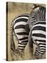 Common Zebra or Burchell's Zebra, Masai Mara National Reserve, Kenya, East Africa-James Hager-Stretched Canvas