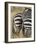 Common Zebra or Burchell's Zebra, Masai Mara National Reserve, Kenya, East Africa-James Hager-Framed Photographic Print