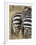 Common Zebra or Burchell's Zebra, Masai Mara National Reserve, Kenya, East Africa-James Hager-Framed Photographic Print