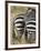 Common Zebra or Burchell's Zebra, Masai Mara National Reserve, Kenya, East Africa-James Hager-Framed Photographic Print