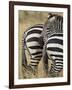 Common Zebra or Burchell's Zebra, Masai Mara National Reserve, Kenya, East Africa-James Hager-Framed Photographic Print